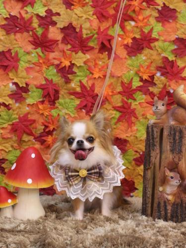 20241102プリューくん